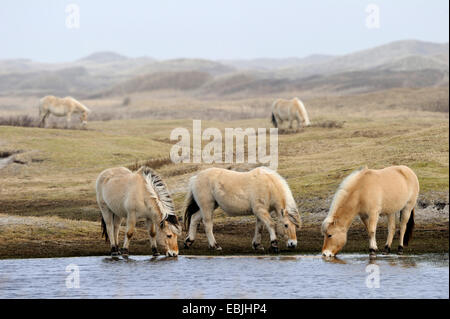 Fjord Pferd, norwegische Pferd (Equus Przewalskii F. Caballus), in einem See in den Dünen trinken, Niederlande, Texel Stockfoto