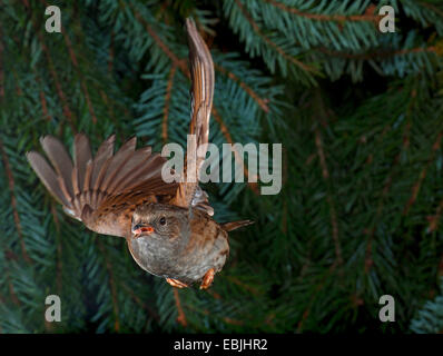 Heckenbraunelle (Prunella Modularis), fliegen, Deutschland, Nordrhein-Westfalen Stockfoto