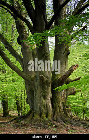 Rotbuche (Fagus Sylvatica), alte Buche im Frühjahr, Deutschland, Hessen, NSG Reinhardswald Stockfoto