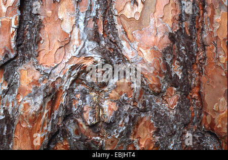 Föhre, Scots Kiefer (Pinus Sylvestris), Rinde Stockfoto