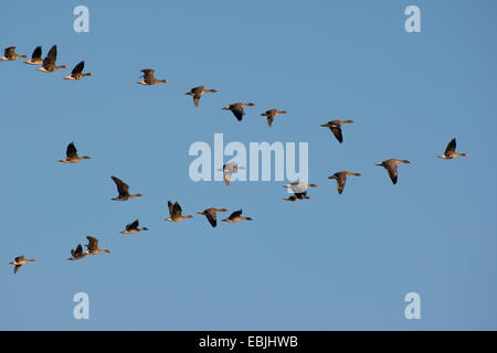 Bean Goose, Taiga Saatgans (Anser Fabalis), Formationsflug mit weiß – Anser Gans, Deutschland Stockfoto