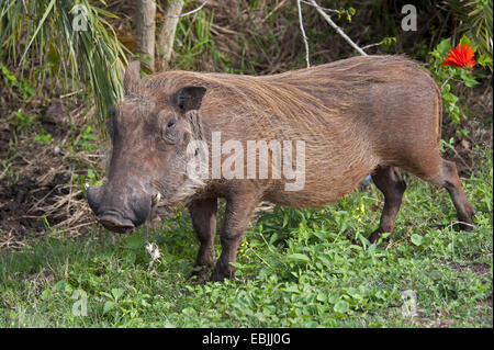 gemeinsamen Warzenschwein, Savanne Warzenschwein (Phacochoerus Africanus), stehend in Wiese, Südafrika, Hluhluwe-Umfolozi Nationalpark Stockfoto