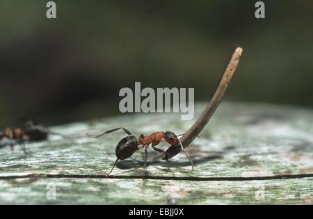 Waldameise (Formica Rufa), Waldameisen, die Transport von einem Nadelbaum-Nadel, Deutschland Stockfoto