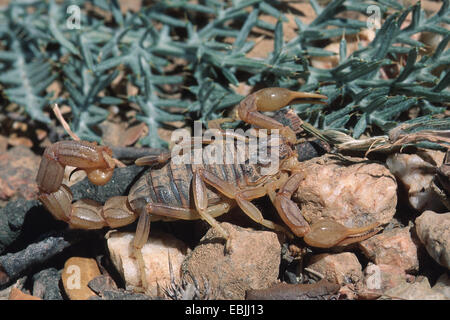 gemeinsamen gelbe Skorpion (Buthus Occitanus), Spanien Stockfoto