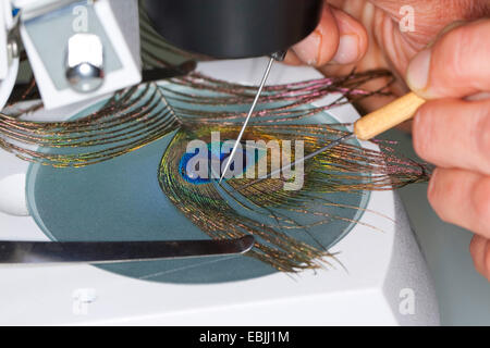 gemeinsamen Pfauen (Pavo Cristatus), ausgesetzt Widerhaken einer Pfauenfeder suchen Ästen und Rechtsdrehen mit Fernglas Stockfoto