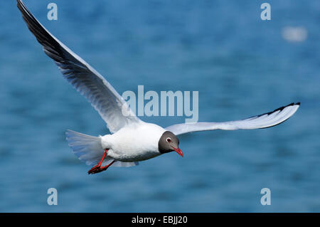 Lachmöwe (Larus Ridibundus, Chroicocephalus Ridibundus), fliegen über See Chiemsee, Deutschland, See Chiemsee Stockfoto