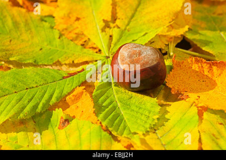 gemeinsamen Rosskastanie (Aesculus Hippocastanum), Blätter im Herbst mit Früchten auf dem Boden Stockfoto