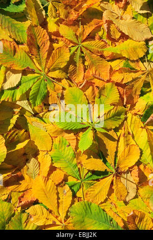 gemeinsamen Rosskastanie (Aesculus Hippocastanum), Blätter im Herbst auf dem Boden Stockfoto