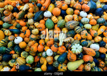 Höhe der ornamentalen Kürbisse Stockfoto