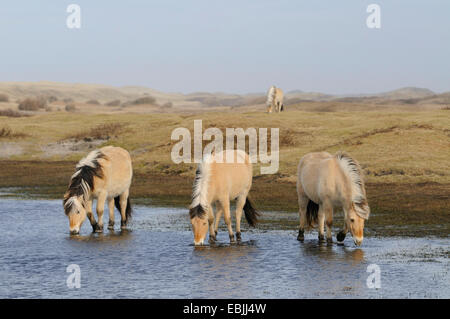 Fjord Pferd, norwegische Pferd (Equus Przewalskii F. Caballus), in einem See in den Dünen trinken, Niederlande, Texel Stockfoto