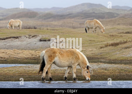 Fjord Pferd, norwegische Pferd (Equus Przewalskii F. Caballus), in einem See in den Dünen trinken, Niederlande, Texel Stockfoto