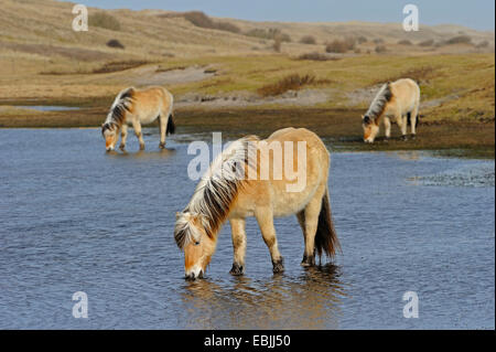 Fjord Pferd, norwegische Pferd (Equus Przewalskii F. Caballus), in einem See in den Dünen trinken, Niederlande, Texel Stockfoto