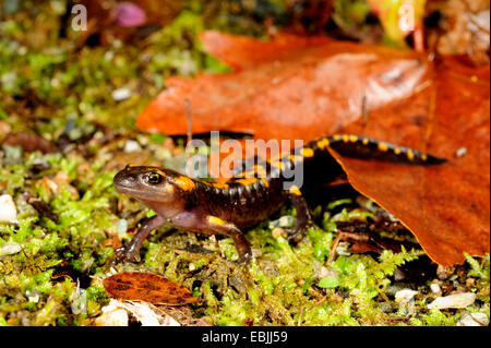 Europäische Feuersalamander (Salamandra Salamandra Salamandra Salamandra Werneri), nur komplett entwickelt individuelle auf Moos, Griechenland, Mazedonien Stockfoto