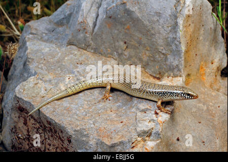 ocellated Skink (Chalcides Ocellatus), liegend auf einem Felsen, Griechenland, Peloponnes Stockfoto