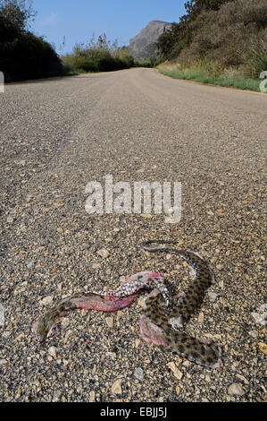 Würfel-Schlange (Natrix Tessellata), niedergeschlagen Würfel Schlange auf einer Straße in einem Naturschutzgebiet, Griechenland, Peloponnes Stockfoto