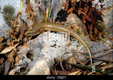 ocellated Skink (Chalcides Ocellatus), liegend auf einem Felsen, Griechenland, Peloponnes Stockfoto