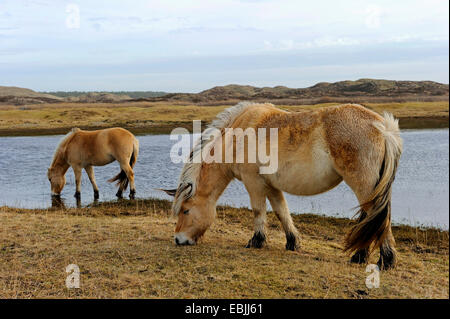 Fjord Pferd, norwegische Pferd (Equus Przewalskii F. Caballus), Weiden am Ufer eines Teiches in den Dünen, Niederlande, Texel Stockfoto