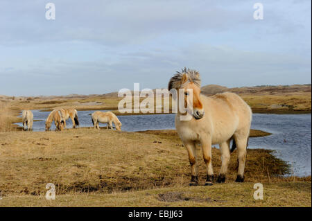 Fjord Pferd, norwegische Pferd (Equus Przewalskii F. Caballus), am Ufer eines Teiches in den Dünen, Niederlande, Texel Stockfoto