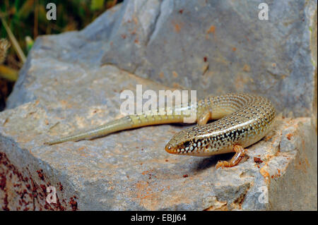 ocellated Skink (Chalcides Ocellatus), liegend auf einem Felsen, Griechenland, Peloponnes Stockfoto