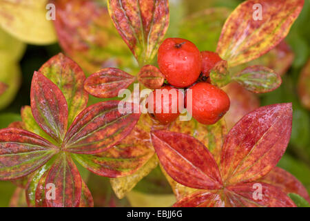 Zwerg-Kornelkirsche, Hartriegel (Cornus Suecica) Fruchtkörper in Regen, Schweden, Lappland, Abisko Nationalpark Stockfoto