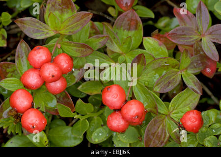 Zwerg-Kornelkirsche, Hartriegel (Cornus Suecica) Fruchtkörper in Regen, Schweden, Lappland, Abisko Nationalpark Stockfoto