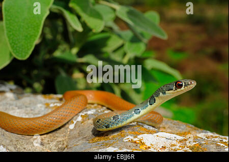 hellgrün Whip Snake, Dahls Peitsche Schlange (Coluber Najadum Dahli, Platyceps Najadum Dahli), lauern, Griechenland, Peloponnes Stockfoto