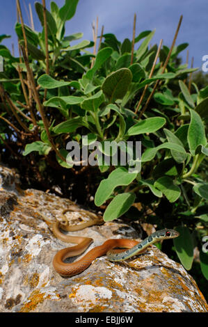 hellgrün Whip Snake, Dahls Peitsche Schlange (Coluber Najadum Dahli, Platyceps Najadum Dahli), lauern, Griechenland, Peloponnes Stockfoto