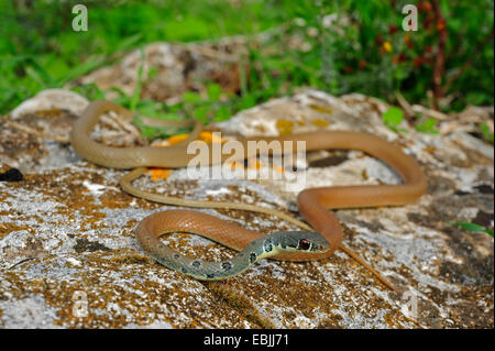 hellgrün Whip Snake, Dahls Peitsche Schlange (Coluber Najadum Dahli, Platyceps Najadum Dahli), lauern, Griechenland, Peloponnes Stockfoto