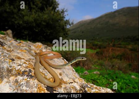 hellgrün Whip Snake, Dahls Peitsche Schlange (Coluber Najadum Dahli, Platyceps Najadum Dahli), lauern, Griechenland, Peloponnes Stockfoto