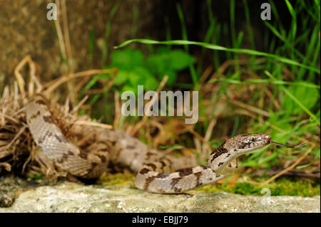Katze-Snake, europäische Katze Schlange (Telescopus Goldhahnenfuß), schnippen, Griechenland, Peloponnes Stockfoto
