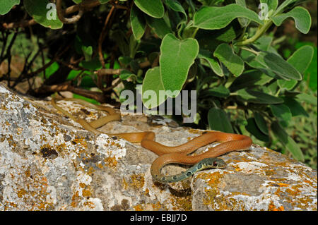 hellgrün Whip Snake, Dahls Peitsche Schlange (Coluber Najadum Dahli, Platyceps Najadum Dahli), Sonnenbaden, Griechenland, Peloponnes Stockfoto