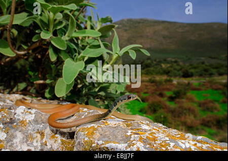 hellgrün Whip Snake, Dahls Peitsche Schlange (Coluber Najadum Dahli, Platyceps Najadum Dahli), lauern, Griechenland, Peloponnes Stockfoto