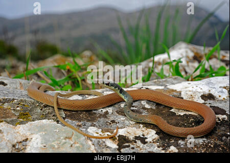 hellgrün Whip Snake, Dahls Peitsche Schlange (Coluber Najadum Dahli, Platyceps Najadum Dahli), lauern, Griechenland, Peloponnes Stockfoto