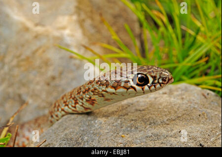 Große Peitsche Schlange (Dolichophis Caspius, Coluber Caspius), Portrait eines Jugendlichen, Griechenland, Mazedonien Stockfoto