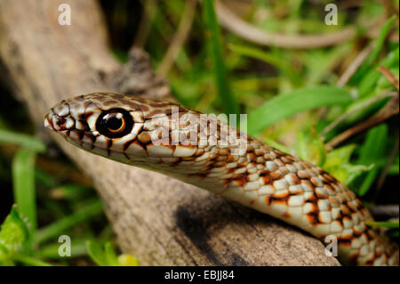 Große Peitsche Schlange (Dolichophis Caspius, Coluber Caspius), Portrait eines Jugendlichen, Griechenland, Mazedonien Stockfoto