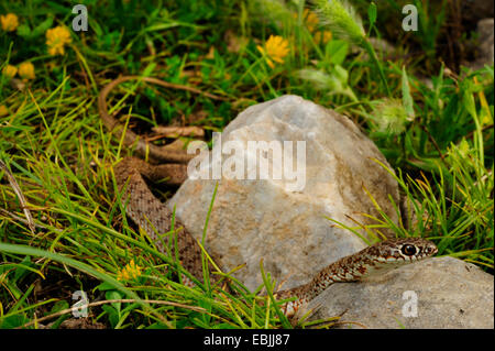 Große Peitsche Schlange (Dolichophis Caspius, Coluber Caspius), Juvenile, Griechenland, Mazedonien Stockfoto