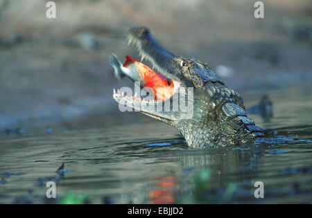 brillentragende Kaiman (Caiman Crocodilus), im Wasser, einen gefangenen Fisch, Venezuela, Hato El Cedral Essen Stockfoto