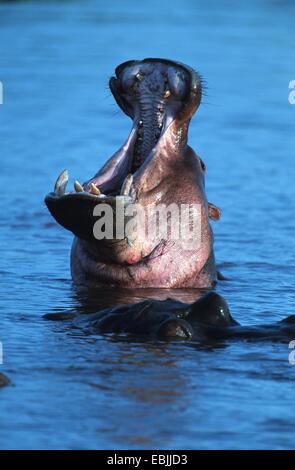 Nilpferd, Nilpferd, gemeinsame Flusspferd (Hippopotamus Amphibius), bedroht durch Öffnen des Mundes und der Zähne, Tansania, Serengeti NP Stockfoto