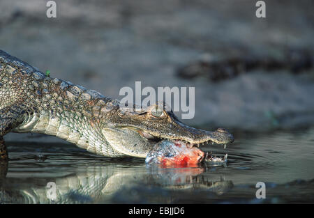 brillentragende Kaiman (Caiman Crocodilus), stehend auf einem Fluss mit einem gefangenen Fisch in den Mund, Venezuela, Hato El cedral Stockfoto