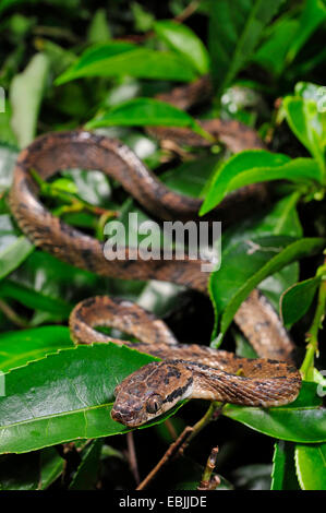 Sri Lanka Katze Schlange (Boiga Ceylonensis), kriechen durch Dickicht, Sri Lanka, Sinharaja Forest National Park Stockfoto