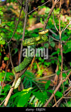 Sri Lanka Grubenotter, Ceylon Grubenotter (Trimeresurus Trigonocephalus), auf einem Ast, Sri Lanka, Sinharaja Forest National Park Stockfoto