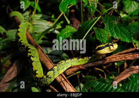 Sri Lanka Grubenotter, Ceylon Grubenotter (Trimeresurus Trigonocephalus), Creeing durch Dickicht, Sri Lanka, Sinharaja Forest National Park Stockfoto