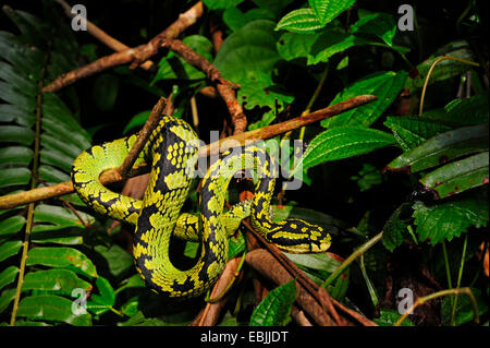 Sri Lanka Grubenotter, Ceylon Grubenotter (Trimeresurus Trigonocephalus), Creeing durch Dickicht, Sri Lanka, Sinharaja Forest National Park Stockfoto