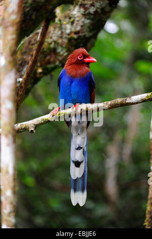 Ceylon blaue Elster (Urocissa Ornata), sitzt auf einem Baum, Sri Lanka, Sinharaja Forest National Park Stockfoto