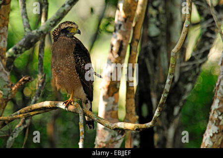 Crested Schlange Adler (Spilornis Cheela), sitzt auf einem Ast, Sri Lanka, Wilpattu Nationalpark Stockfoto