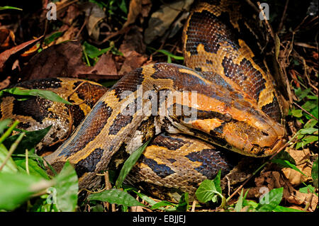 Burmesischen Python, Indian Python (Python aus Python aus aus), auf der Grpund, Sri Lanka, Sinharaja Forest National Park Stockfoto