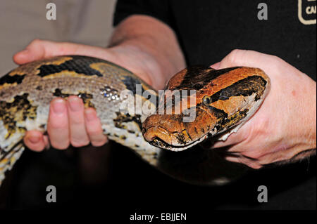 Burmesischen Python, Indian Python (Python aus Python aus aus), man hält den Kopf von einem Gefangenen Python, Sri Lanka, Sinharaja Forest National Park Stockfoto