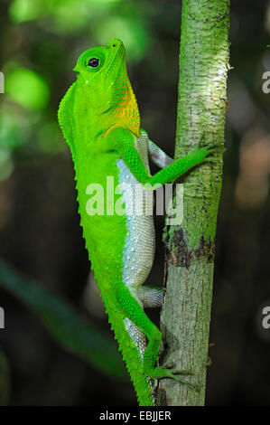 Lyrehead Eidechse (Lyriocephalus Scutatus), Männlich, Sonnenbaden, Sri Lanka, Sinharaja Forest National Park Stockfoto