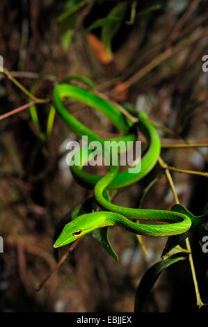 Longnose Whipsnake, grüne Ranke Schlange (Ahaetulla Nasuta), kroch in einen Busch, Sri Lanka, Sinharaja Forest National Park Stockfoto