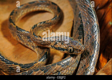 Sri Lanka Katze Schlange (Boiga Ceylonensis), liegend auf dem Boden, Sri Lanka, Sinharaja Forest National Park Stockfoto